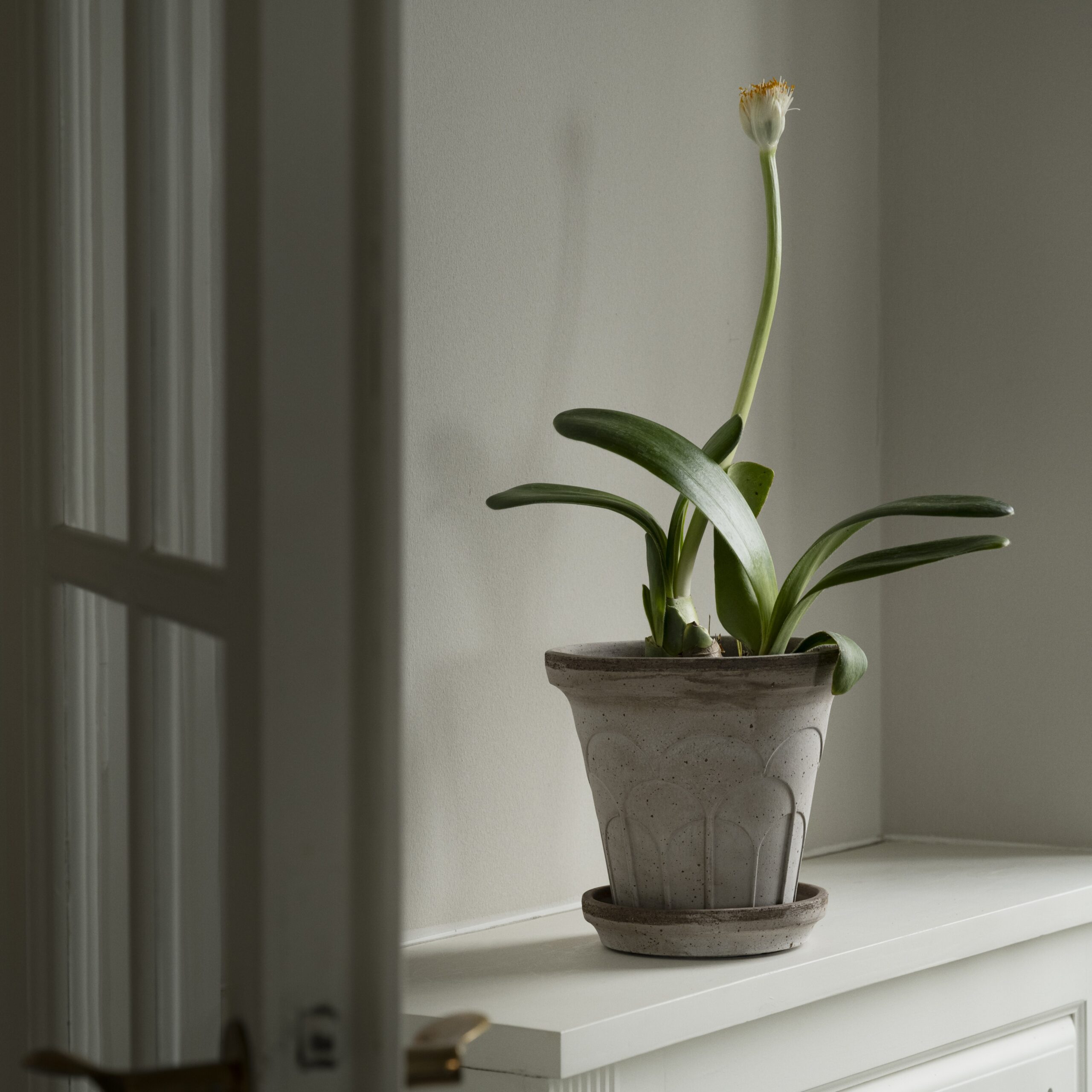 Bergs Potter Plant Pot met Schaal Fleur Ø21 cm – Grey Terracotta